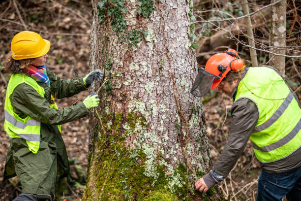 How Our Tree Care Process Works  in  Chalfont, PA